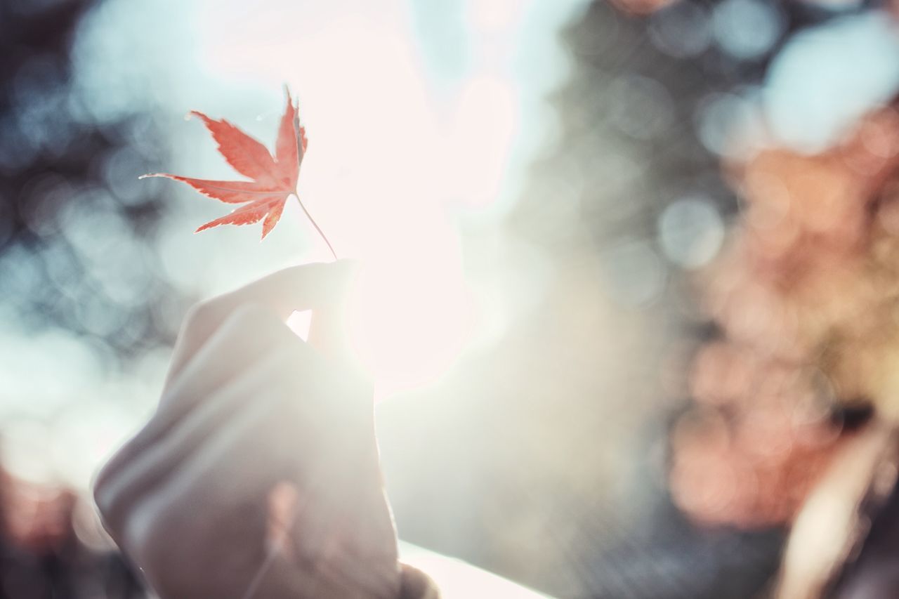 leaf, plant part, autumn, close-up, one person, nature, lens flare, day, focus on foreground, plant, sunlight, selective focus, human hand, real people, human body part, change, maple leaf, outdoors, hand, lifestyles, leaves, finger, human limb