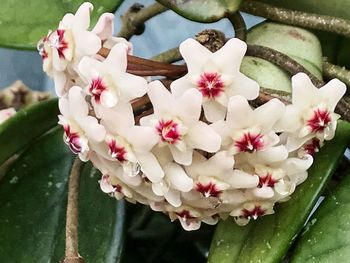 Close-up of white flowers blooming outdoors