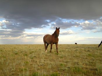 Horse standing in a field