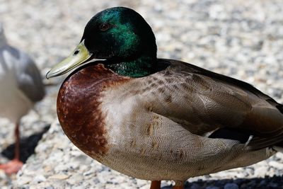 Close-up of a duck