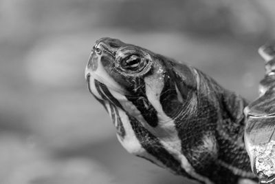 Close-up of turtle