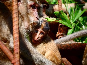 Portrait of a monkey