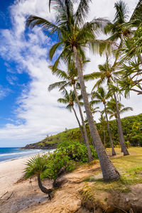 Scenic view of palm trees by sea against sky