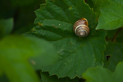 Close-up of snail on leaves