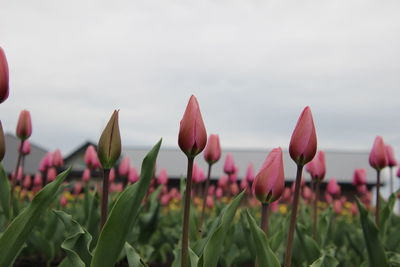 Close-up of flowering plants against sky