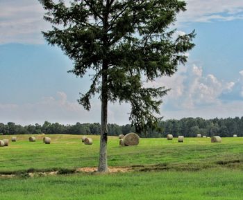 Tree in field of round hay bails in rural area of mississippi 