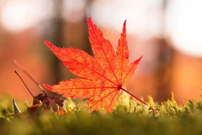 Close-up of maple leaves on plant in field