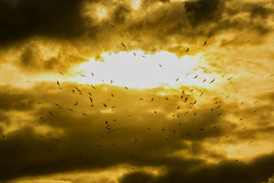 Low angle view of birds flying in sky