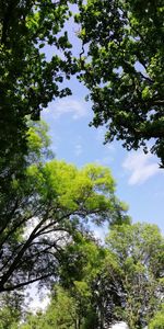 Low angle view of trees against sky