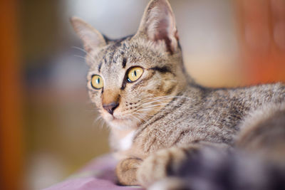 Close-up of a cat looking away