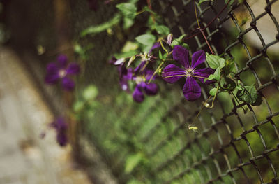 Close-up of purple flowers