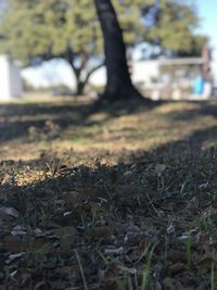 Surface level of trees growing on field