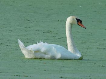 Close-up of swan in lake