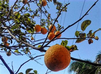 Low angle view of fruits on tree