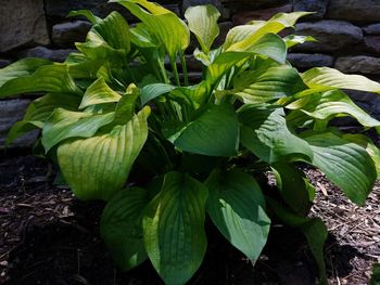 Close-up of plant