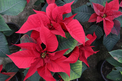 Close-up of red flowers blooming outdoors