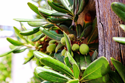 Close-up of fruit growing on tree