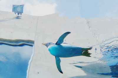 Close-up of penguin swimming