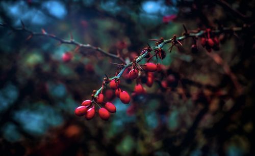 Close-up of red berries growing on tree