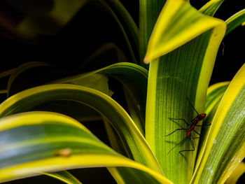 Close-up of insect on plant