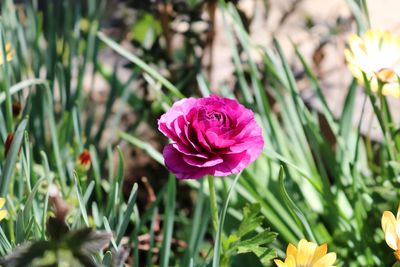 Close-up of pink flower on field