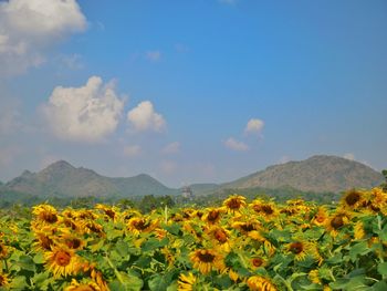 Scenic view of flowering plants against cloudy sky
