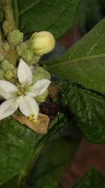 Close-up of plant growing on plant