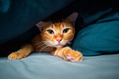 Portrait of kitten on bed