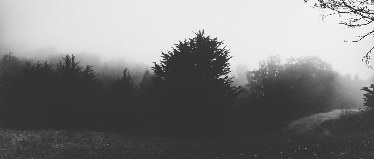 tree, nature, tranquility, no people, beauty in nature, tranquil scene, fog, landscape, outdoors, scenics, day, growth, forest, hazy, sky
