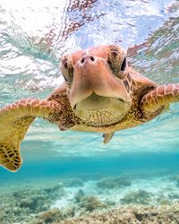 Close-up of turtle in sea