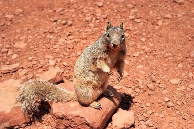 Squirrel on rock