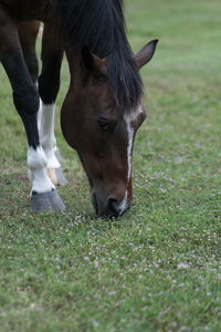 Close-up of a horse