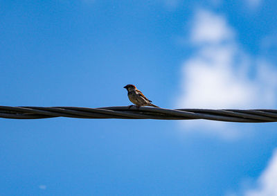 Low angle view of bird perching on branch against blue sky