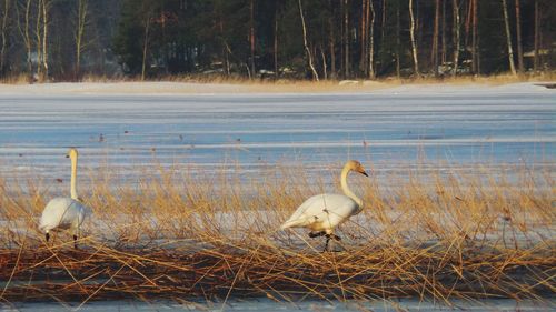 Birds at riverbank during winter