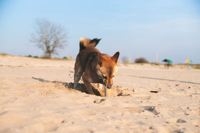 Dog on the beach