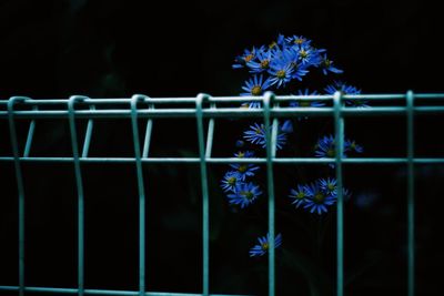 Close-up of blue flowers against black background