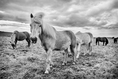 Horses grazing on field against sky