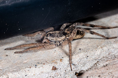 Close-up of spider