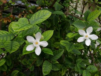 Close-up of white flowers