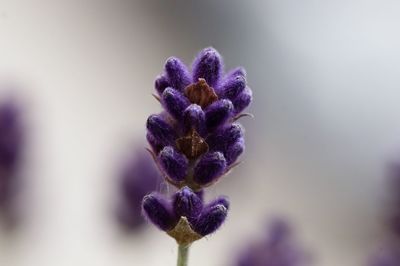 Close-up of purple flowering plant