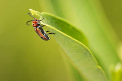 Close-up of insect on leaf