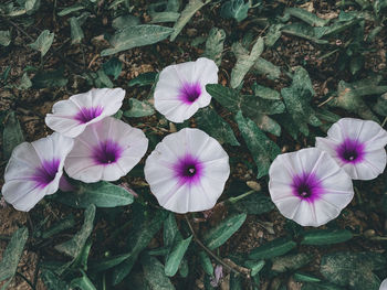 High angle view of purple flowering plants