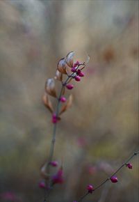 Close-up of cherry blossom