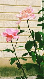 Close-up of pink rose blooming outdoors