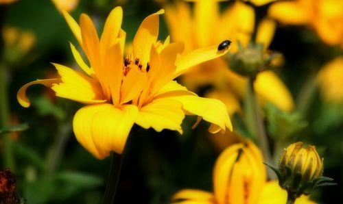 Close-up of yellow day lily blooming outdoors