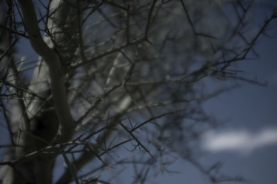 Bare trees against sky