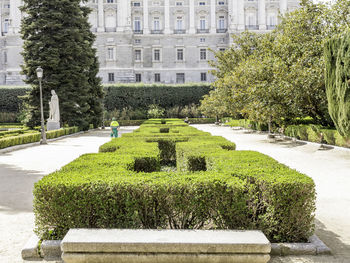 Hedge amidst footpath against royal palace of madrid