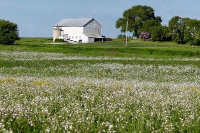 Plants growing on grassy field