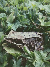 Close-up of lizard on leaf