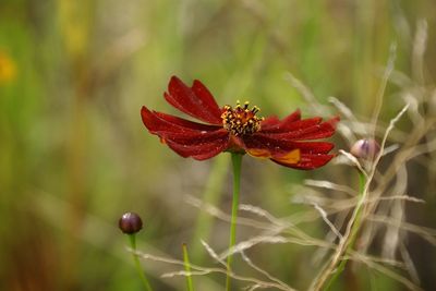 Close-up of red poppy flower